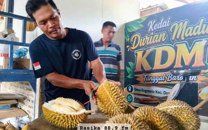 Satu per satu durian dibuka, kualitas dan legitnya daging buah jadi andalan Kedai Durian Madu (KDM) Rogoselo, Kecamatan Doro. Dari durian lokal hingga varian premium, semuanya siap menggoda pecinta durian (dok. Bagus - Rasika FM)