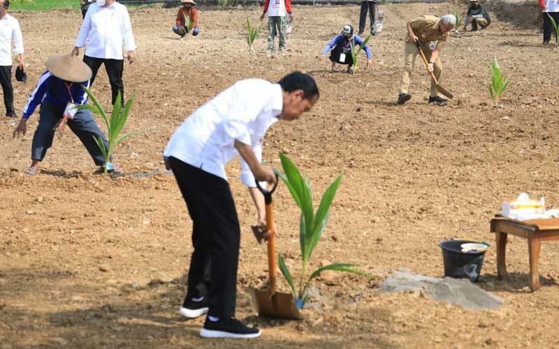 Dibantu-Bibit-Kelapa-Genjah-Terimakasih-Pak-Jokowi-dan-Pak-Ganjar
