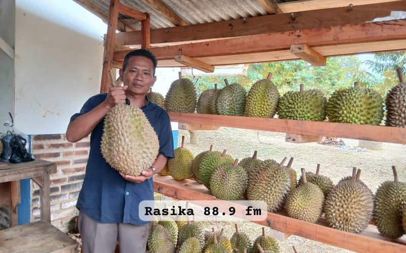 Kepala Desa Rogoselo, Saronto, menunjukkan durian montong seberat 7,5 kilogram di Kedai Durian Pak Lurah Rogoselo, Rabu (24/12/2025), di tengah panen tahun ini yang menurun akibat pengaruh cuaca (dok. Bagus - Rasika FM)