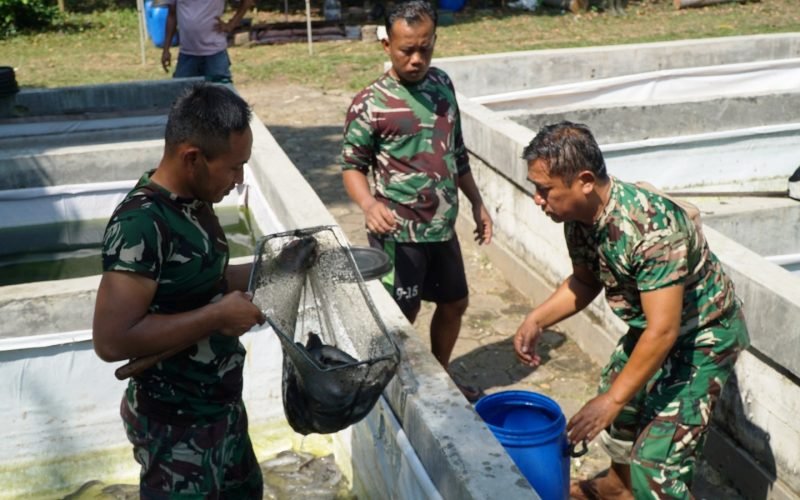 Panen ikan lele di Koramil Wonopringgo Pekalongan (dok. Pendim 0710/Pekalongan)