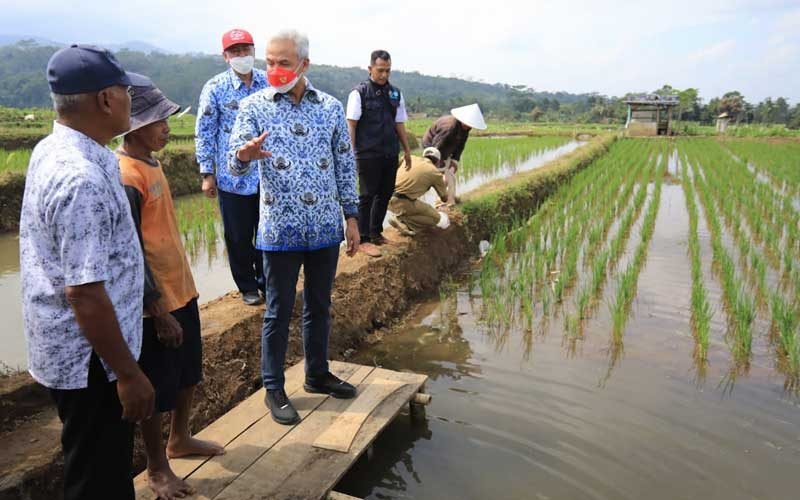 Petani-Banyumas-Kembangkan-Mina-Padi,-Penghasilan-Naik-Jadi-Rp50-Juta