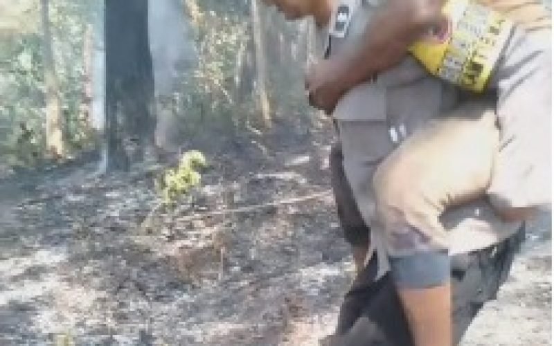 EVAKUASI - Bhabinkamtibmas Polsek Kajen saat mengevakuasi warga yg mengalami sesak nafas saat ikut memadamkan api (20/09/2023 - dok. Humas)