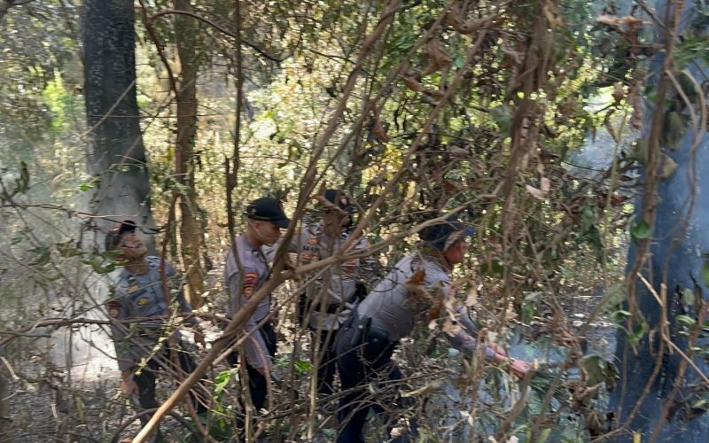 KARHUTLA - Kebakaran hutan kembali terjadi di hutan pinus Desa Kalijoyo (22/09/2023 - dok. Humas)