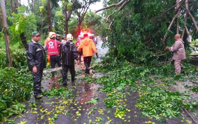 TUMBANG - Petugas mengevakuasi pohon tumbang yang melintang di jalur Karanganyar - Wonopringgo (dok. Humas)