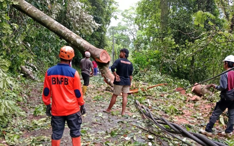 EVAKUASI - Petugas dari BPNP dan Polres Pekalongan saat mengamankan pohon tumbang di jalur Karanganyar - Lebakbarang (dok. Humas)