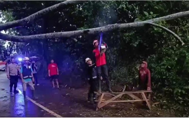 EVAKUASI - Pohon tumbang yang roboh dan menutup jalan sedang di evakuasi oleh petugas (dok. Humas)