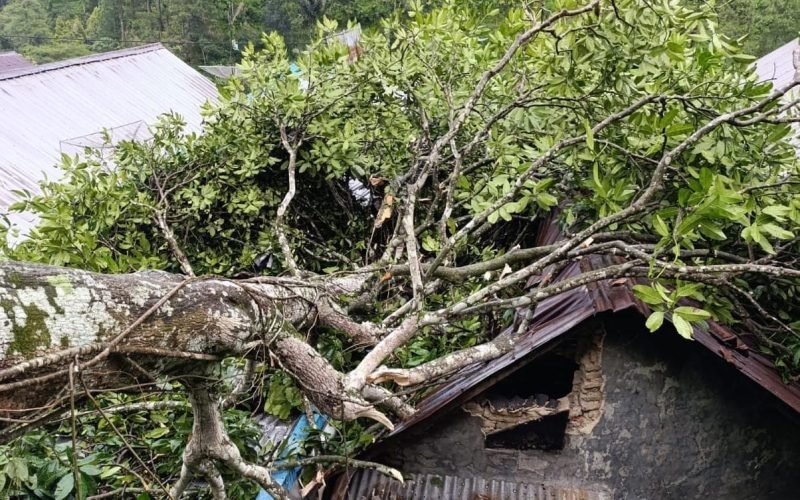 Pohon tumbang yang menimpa dua rumah warga Lebakbarang (dok. Humas)