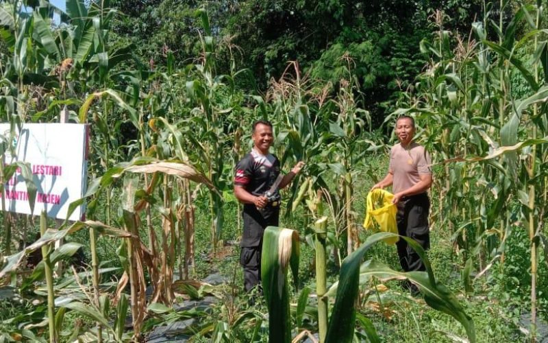 Dukung ketahanan pangan, Polsek Kajen panen jagung dalam mewujudkan ketahanan pangan (dok. Humas)