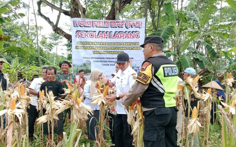 Kepala Dinas Ketahanan Pangan dan Pertanian, Yudhi Himawan bersama TNI–Polri dan petani saat panen demplot jagung di Desa Lambur, Kecamatan Kandangserang (dok. Istimewa)