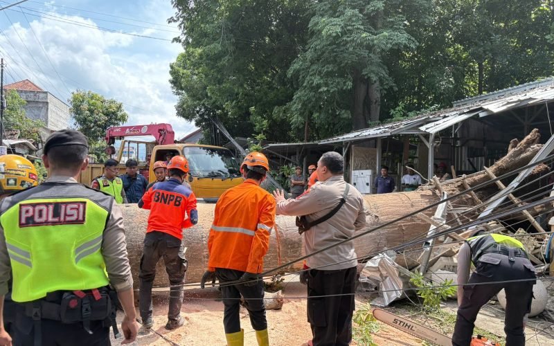 Petugas gabungan bersama warga mengevakuasib pohon randu yang tumbang di Jalan Raya Wonopringgo, Kabupaten Pekalongan, Selasa (16/12/2025), guna memulihkan akses lalu lintas dan memastikan keselamatan pengguna jalan (dok. Istimewa)