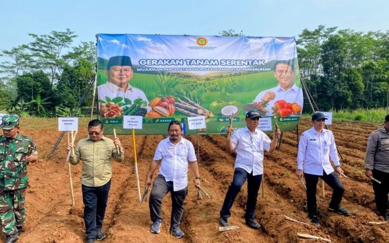 Gerakan Tanam Serentak, wujud nyata mendukung hilirisasi komoditas perkebunan menuju pertanian yang maju dan petani yang sejahtera (dok. Istimewa)