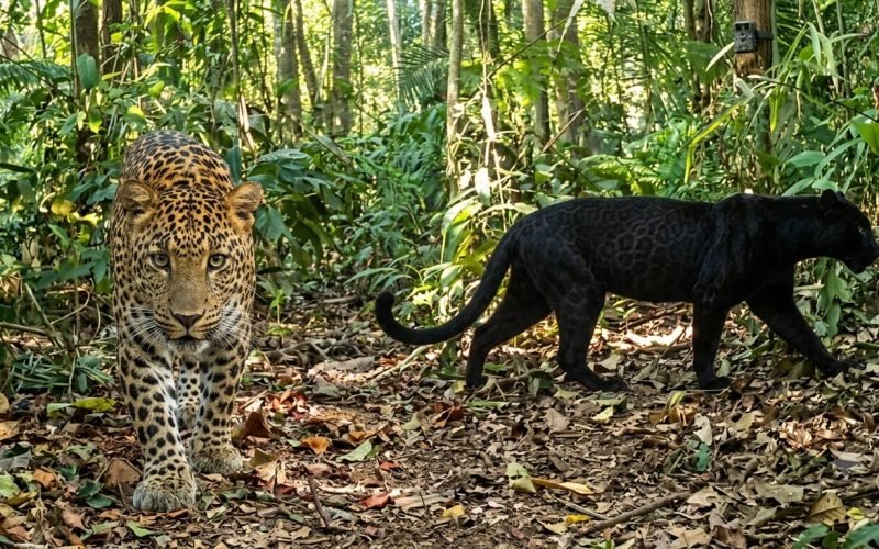 Terekam Kamera - Penampakan macan tutul dan macan kumbang yang berhasil terekam kamera tersembunyi (cam trap) milik kelompok Pemuda Peduli Mendolo (PPM) di kawasan Hutan Mendolo, Kecamatan Lebakbarang, Kabupaten Pekalongan (gambar ilustrasi)